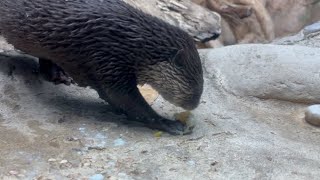 Le lontre dell'Acquario di Cattolica festeggiano Pasqua con la caccia alle uova