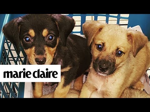 There's An Island Where You Can Cuddle Rescue Puppies All Day Long | Marie Claire