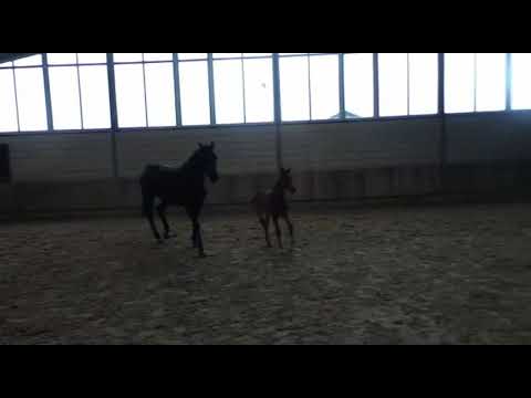 Diamond First / Carenzo Stutfohlen