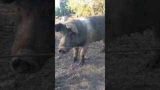 #shortvideo #rancho #granja #animals #campo #pig #animales #naturaleza