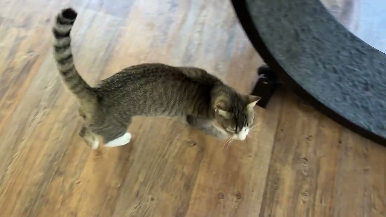 Enlarge Ponder, a Adoptable Domestic Short Hair in Bedminster, NJ video 5/5