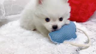 ハーフ犬の動画01
