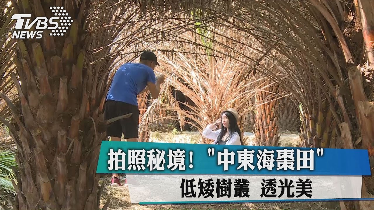 拍照秘境! 中東海棗田低矮樹叢透光美