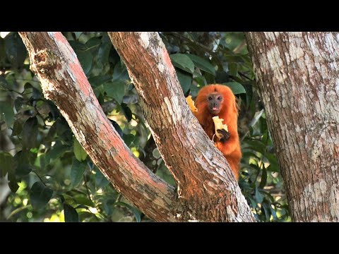 Parque Mico-Leão-Dourado mostra a diversidade da fauna e flora de Cabo Frio