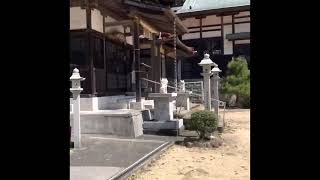 【下関市】石鎚神社の桜