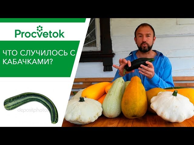 Почему КАБАЧОК КРИВОЙ? Проблемы плодов кабачков, тыкв, патиссонов, дынь