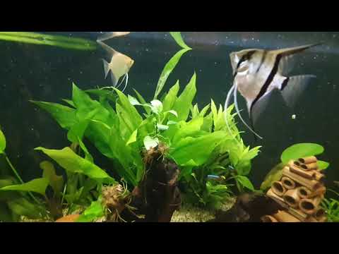 Oase HIghline 300l Projekt- Happy Skalare Teil 2