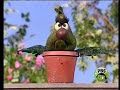 Sesame Street Episode 4049 FULL