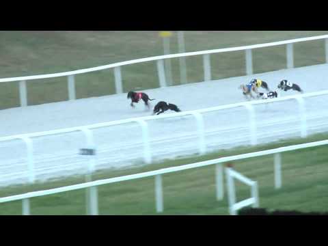 2017.06.16. 4. futam - Agár