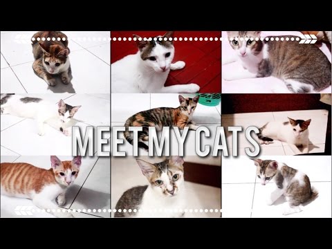 MEET MY 9 CATS ♛ MakeupObsession1995