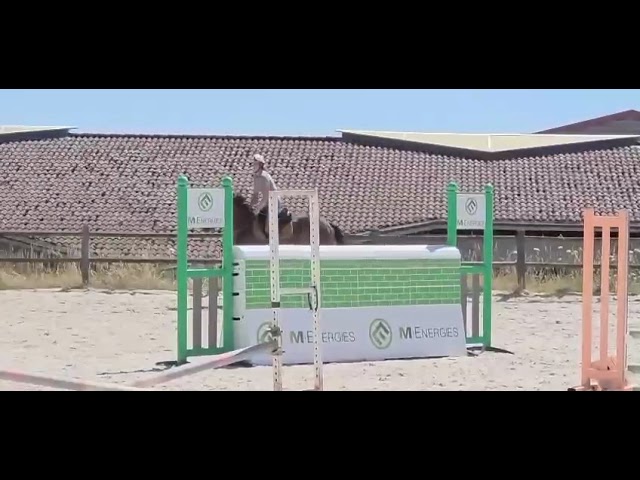 Hongre 4 ans Polyvalent 170 