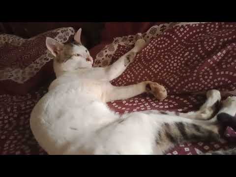 Bhatki cat ko bed per aai sukoon ki need