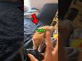 Cats Love Biting Their Owners Animal Cat Biting