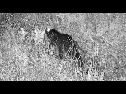 Small Croc out for a walk on the lodge access road tonight 2/3/26