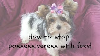 How To Stop Possessiveness With Food in Dog Training