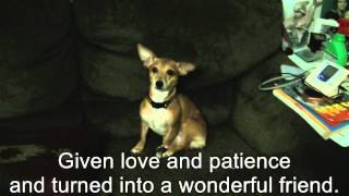 Rescued animals..it only takes one person..