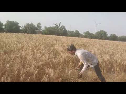 સજીવ ખેતી ના ઘઉં ની કાપણી, organic wheat harvesting