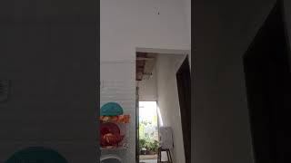 Curió Praia Grande Clássico - Cantando