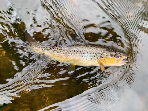 download lagu mp3 mp4 Fly Fishing River Dee Wales, download lagu Fly Fishing River Dee Wales gratis, unduh video klip Fly Fishing River Dee Wales