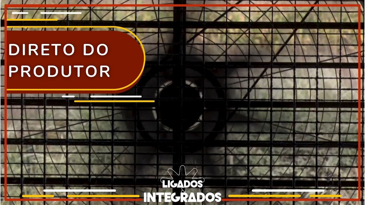 Aves: como melhorar a ambiência em galpões de pressão negativa? | Ligados & Integrados - 01/12/2021