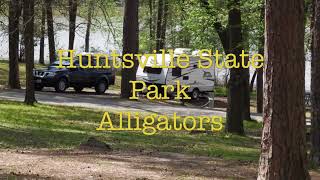preview picture of video 'Huntsville State Park Alligators'