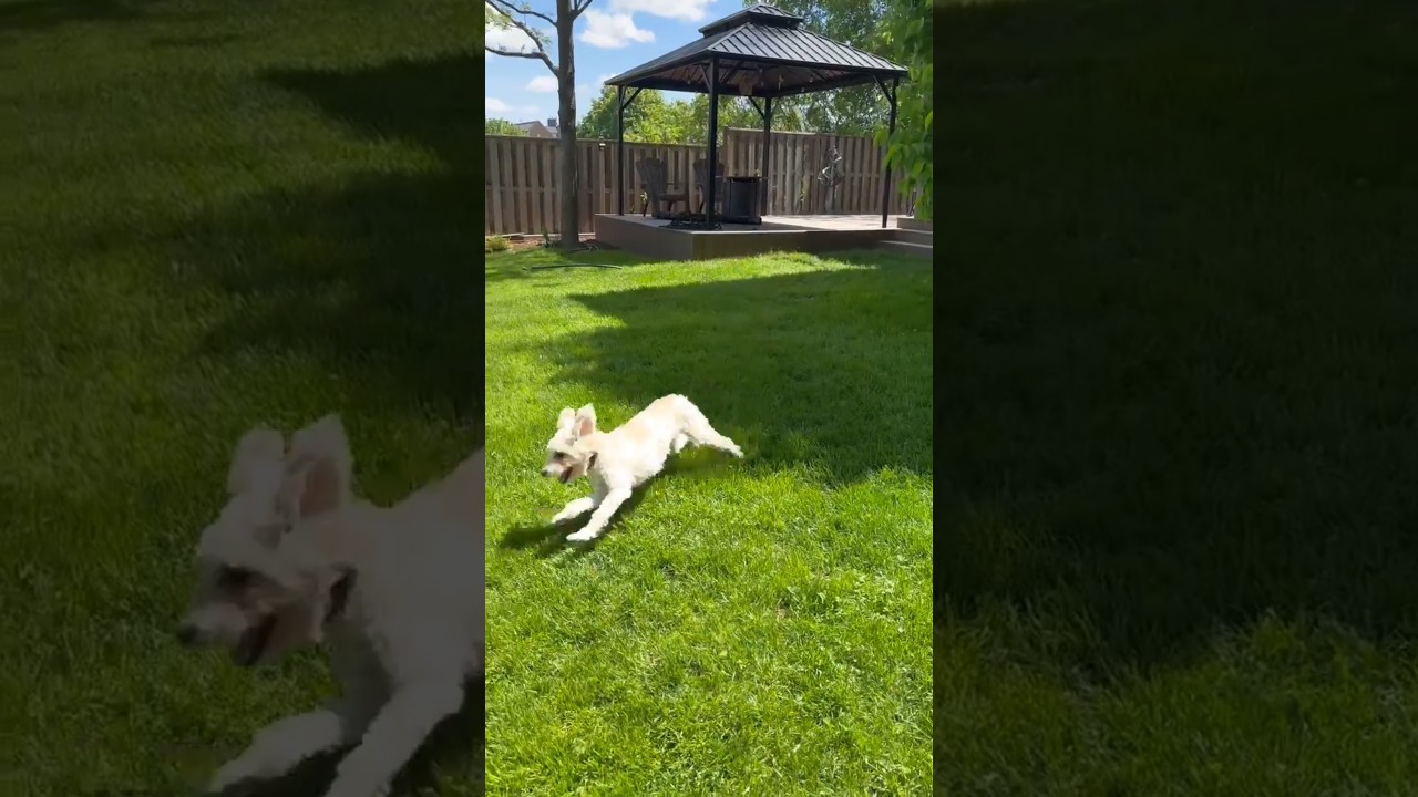 Ernie, a Adoptable mixed breed in Oshawa, ON video 6/6