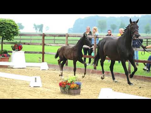 Stutfohlen von Secret x Sarotti