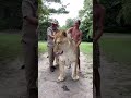 Liger The Largest Big Cat On Earth