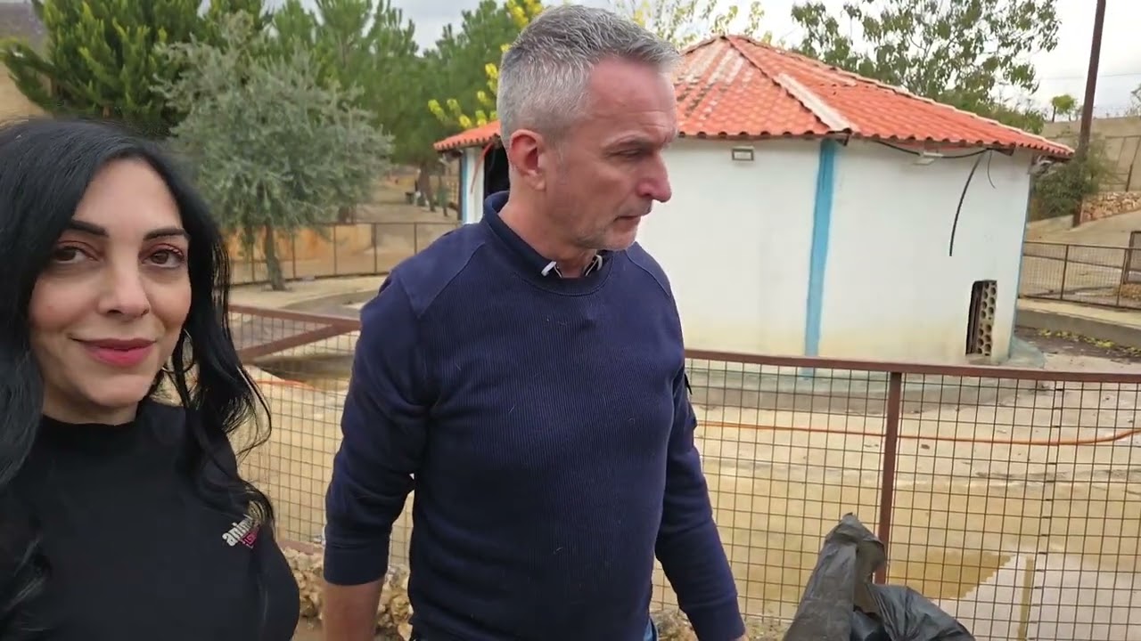 All cubs together and reverse sedation