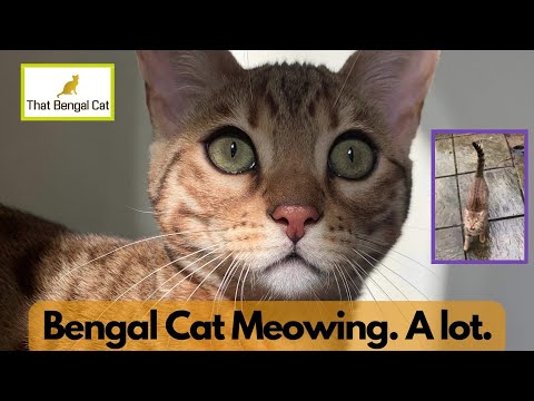 Bengal Cat Meowing Loudly [and other noises]