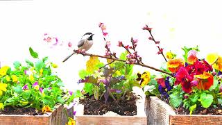 TV for Cats 😻 12 Hours of Birds 🐦 & Squirrels 🌺 Blossoms 🌸 Pansies Uninterrupted CatTV  @LensMyth
