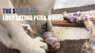 Dog Eating Pork Bones [Sound Dogs Love] [강아지가 좋아하는 소리]