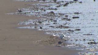 Hy a scullyas lyf a dhagrow