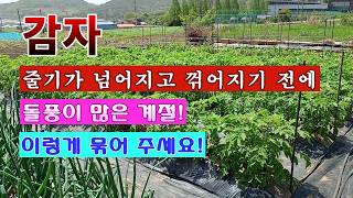 [텃밭농부 2,227]  감자의 줄기가 높게 자라면 돌풍에 대비. 이렇게 묶어 주세요! #감자재배