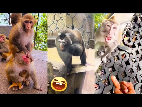 Funny Monkeys 2024 Will Make You Laugh Hard 🐵 Funniest Monkeys Video