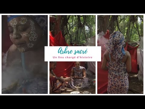 Arbre sacré à Nosy Be – Madagascar