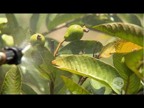 Las tres enfermedades más graves que afectan a la guayaba