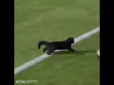 Gooooooaaaaaaaaaaal owl kitty