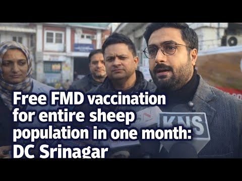 Free FMD vaccination for entire sheep population in one month: DC Srinagar.