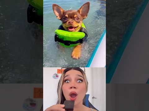 Miren este lindo perritoooo 😍 #trendingshorts #curiosidades #comedia #humor #funny #dog