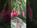 #trending #beautiful #fuschia #with #early budding and flowering💯💕. #dancing doll flower🎇🎆