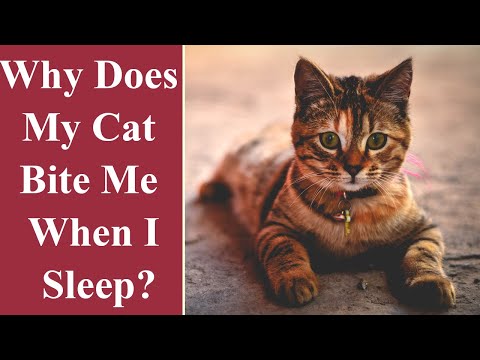 Why Does My Cat Bite Me When I Sleep