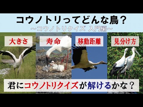 コウノトリを庭に呼び込むにはどうすればよいですか？巣はどうやって作るの？  庭園