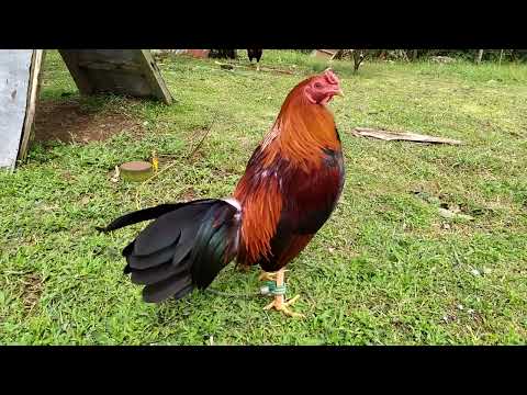 Sweater x Yellow-legged Hatch (1x Winner)