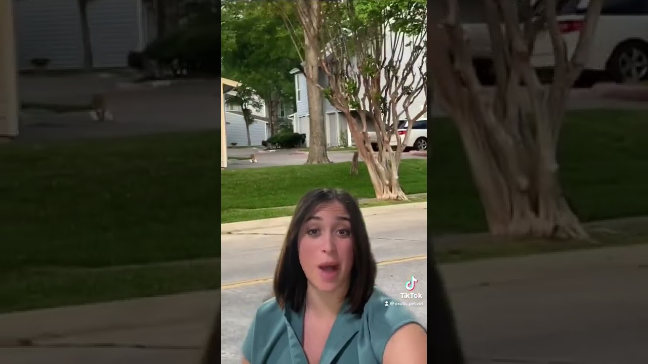 Bobcat stalks house cat, and veterinarian explains why you should keep your cats indoors