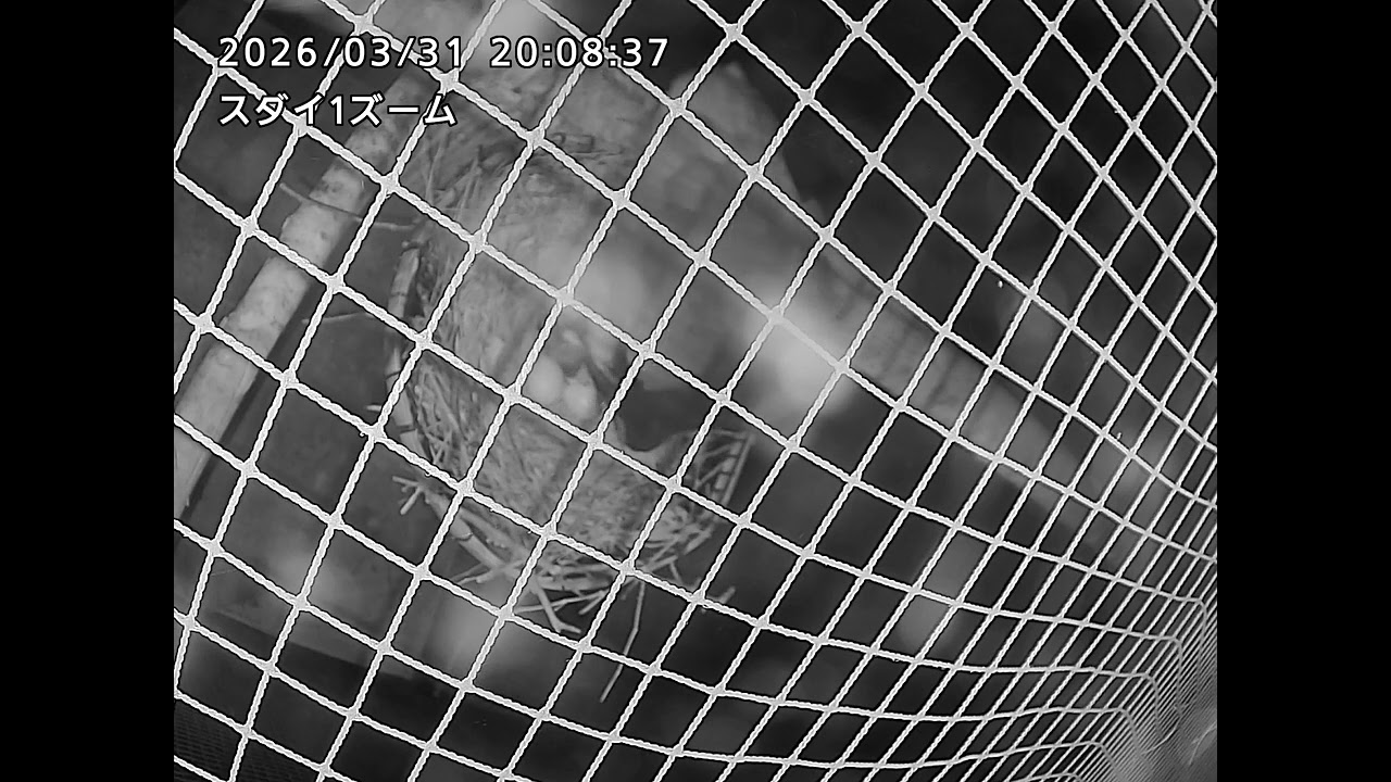 トキのひなが誕生しました！：多摩動物公園