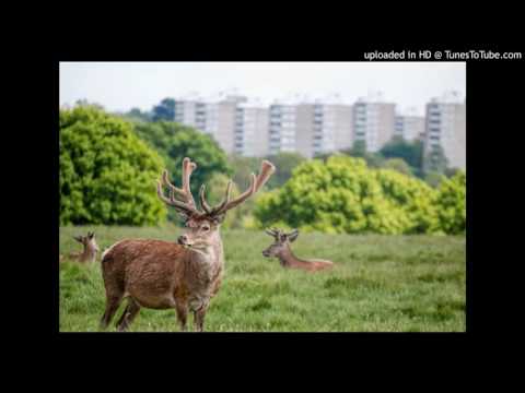 Assisting Animals Crowded Out Of Their Natural Habitats