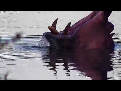 Djuma: Hippo with a big yawn - 18:31 - 01/19/21