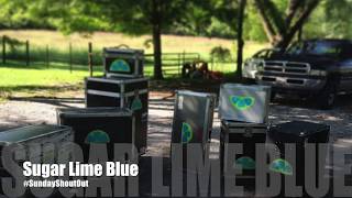 &quot;I Hear You Knocking&quot; Smiley Lewis Cover Sugar Lime Blue #SundayShoutOut