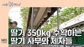 [나는농부다 299회] 딸기 350kg수확하는 딸기 사부와 제자들